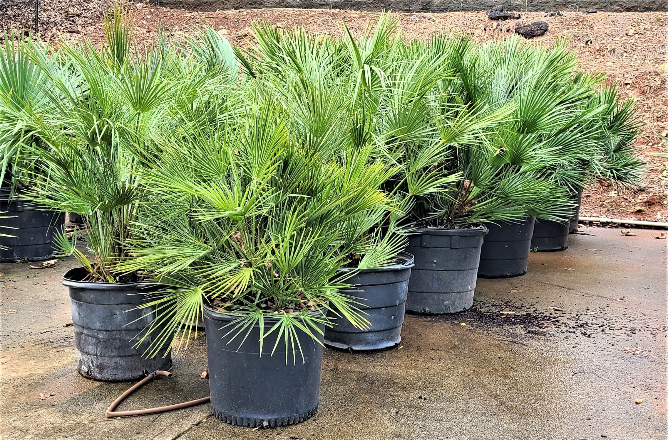 European Fan Palms Delivered 3/7/2022