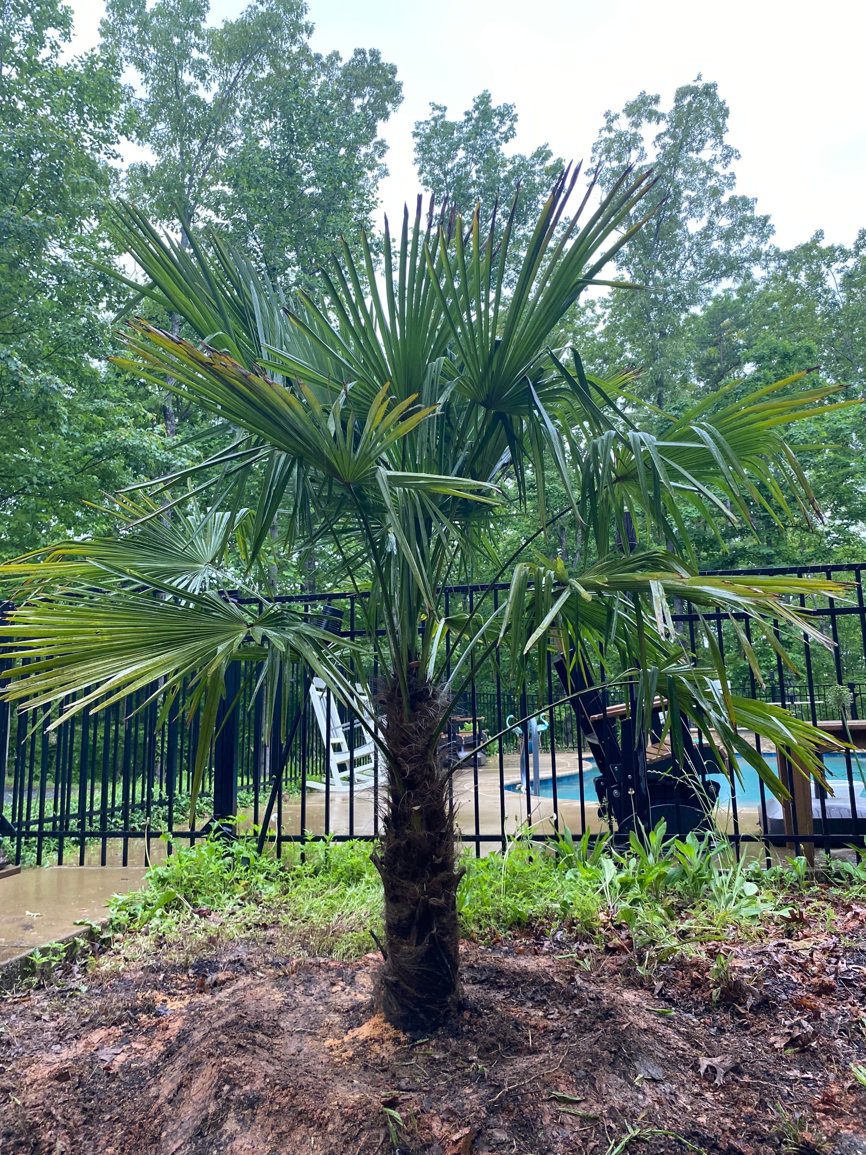 Even With Cold Hardy Palms, Protection is Still Key