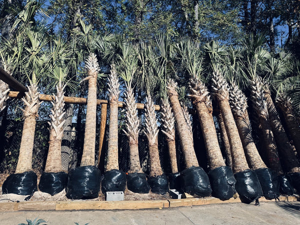Sabal Palms: Delivered 11/5/2022