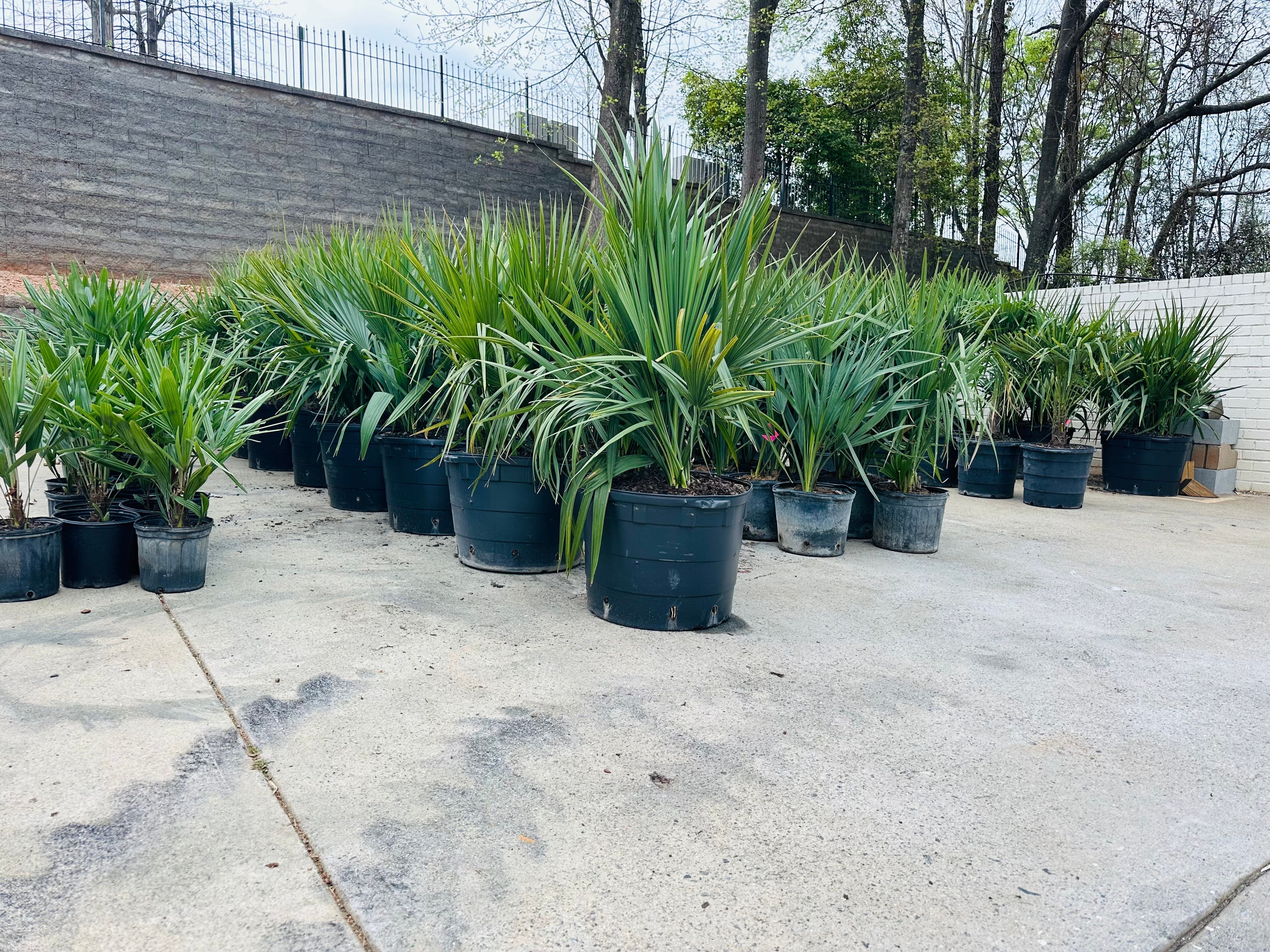 Cold-Hardy Palms