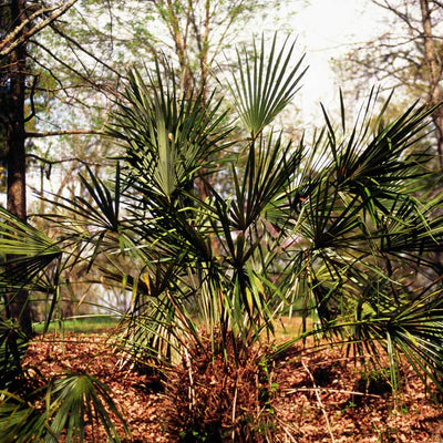 Hardy Palm Trees | Needle Palm For Sale | Atlanta Palms
