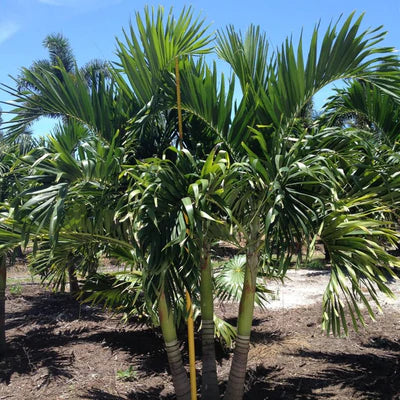 Adonidia Palm Tree