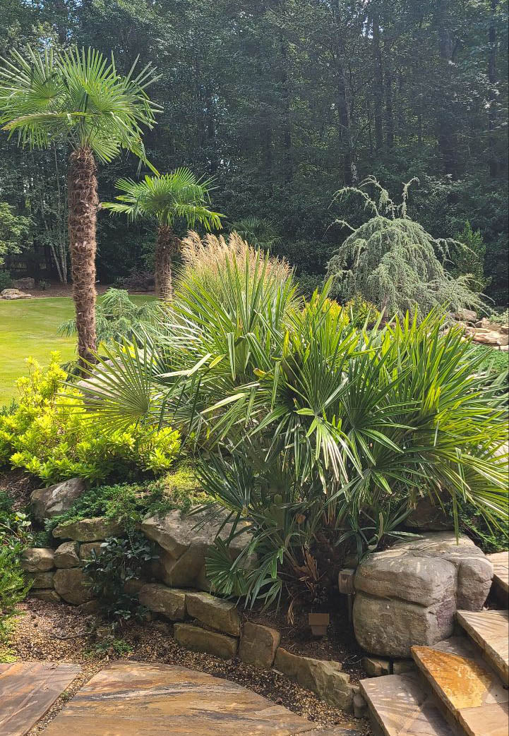 Can Palm Trees Survive Freezing Temps? | Atlanta Palms
