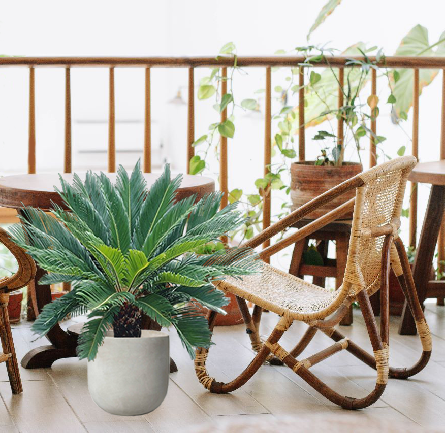 Tips for Growing Sago Palms | Atlanta Palms
