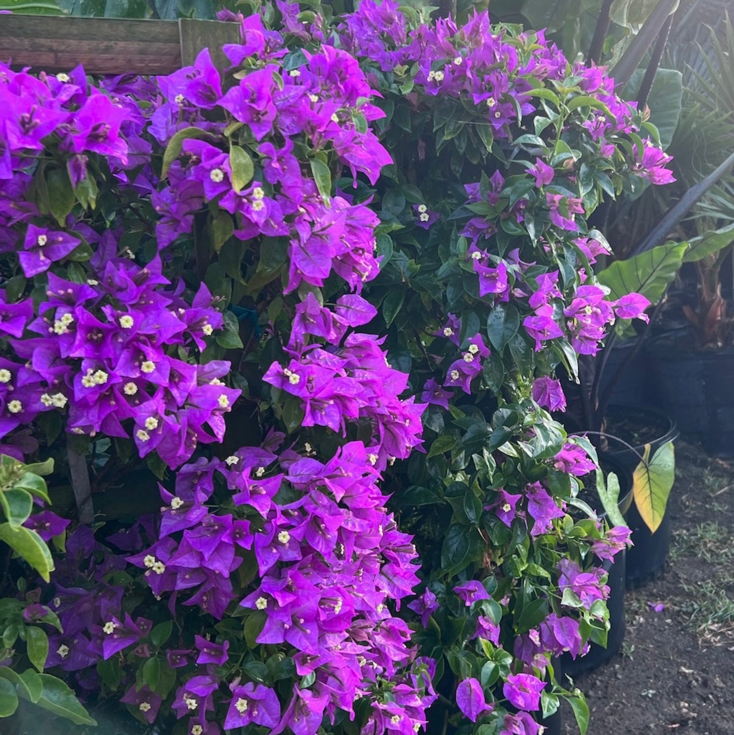 Bougainvillea - Colors May Vary