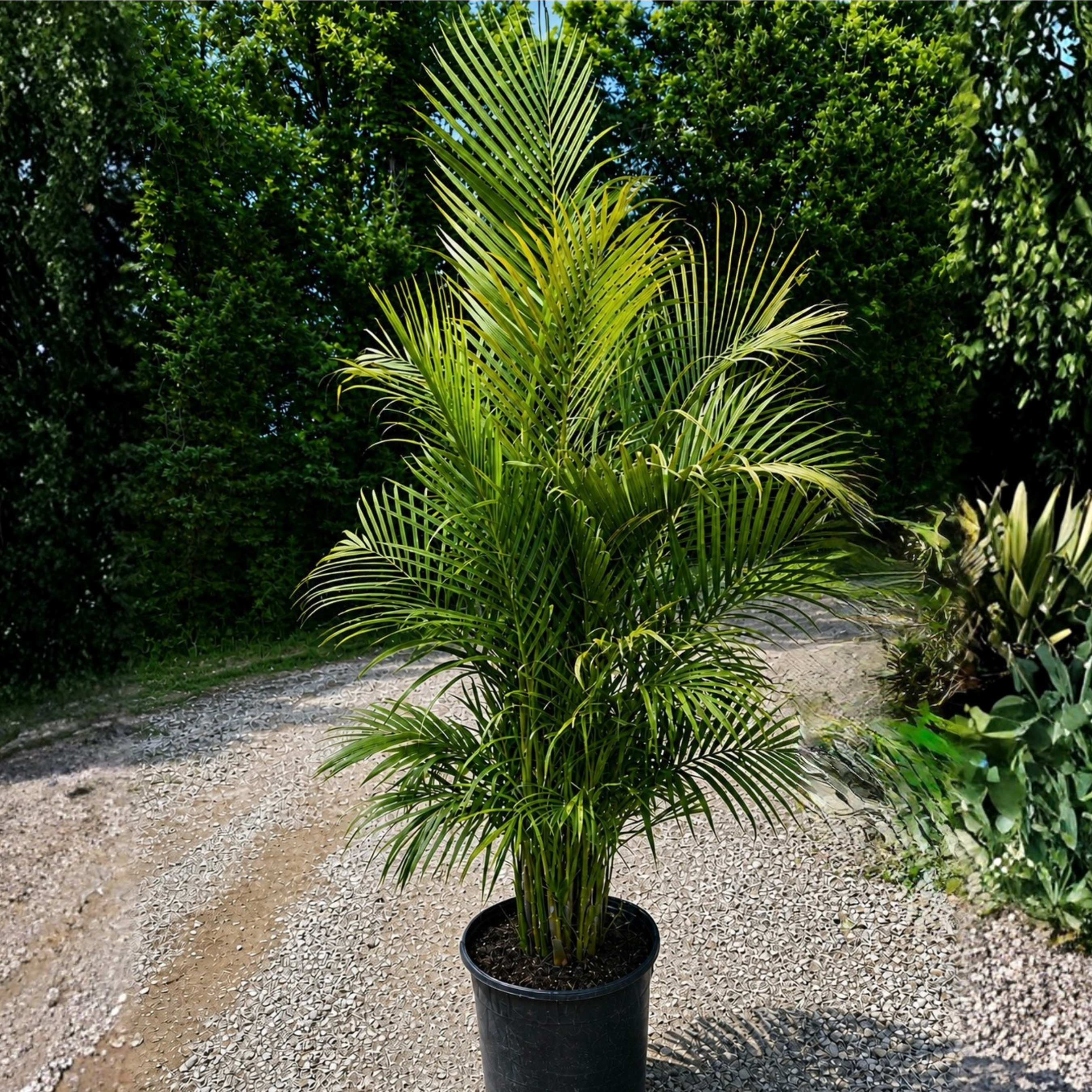 areca palm lowe's Areca Palm 15G