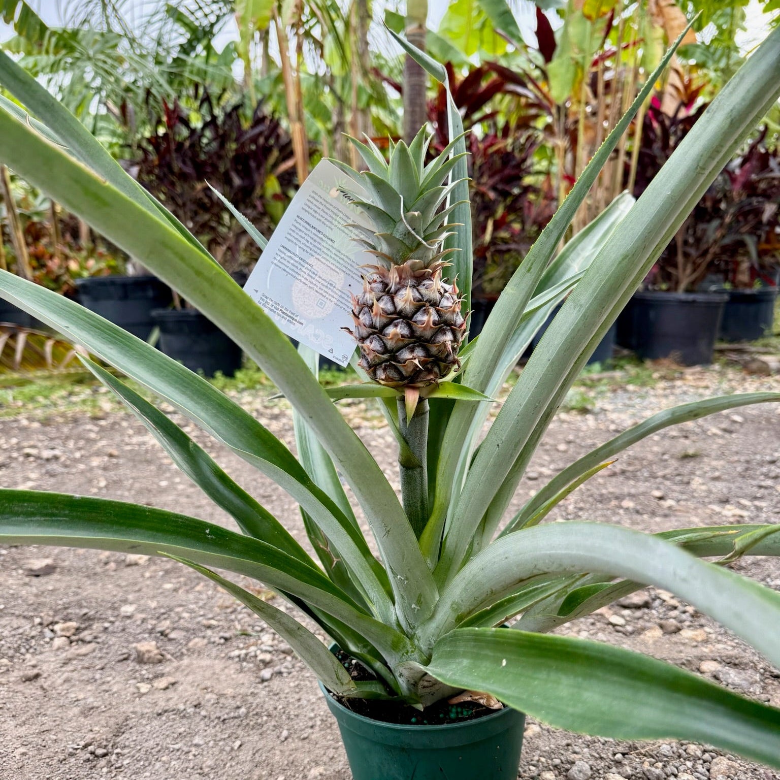 pineapple plant in pot Pineapple with Fruit