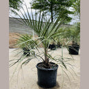 Pindo Palm Tree