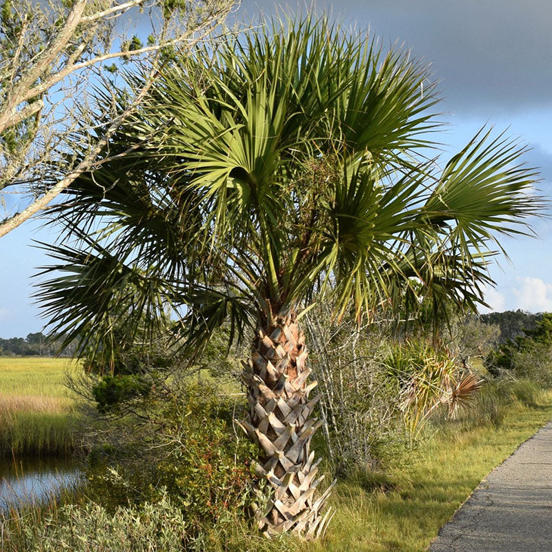 spiky palm plant Sabal Palmetto Tree