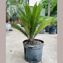 Sago Palm