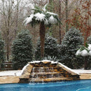 Windmill Palm Tree