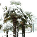 Windmill Palm Tree