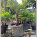 Windmill Palm Tree