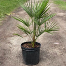 Windmill Palm Tree