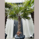 Windmill Palm Tree