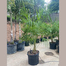 Windmill Palm Tree