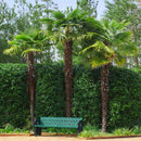 Windmill Palm Tree