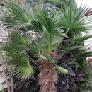 Windmill Palm Tree