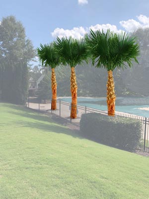 Atlanta Palms Proposed Palm Trees Alpharetta GA Morgan