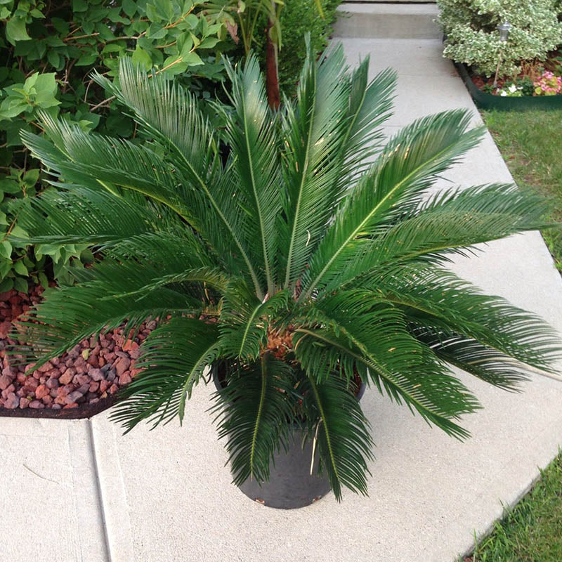 tiger palm plant King Sago Palm Tree | Sago Palm Tree