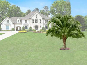 Lone Wolf palm tree landscaping - after - Atlanta Palms