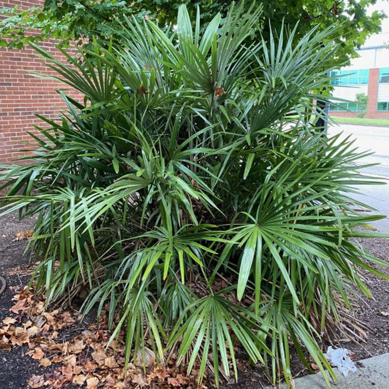 green palm plant Needle Palm Tree