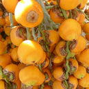 Pindo Palm Tree