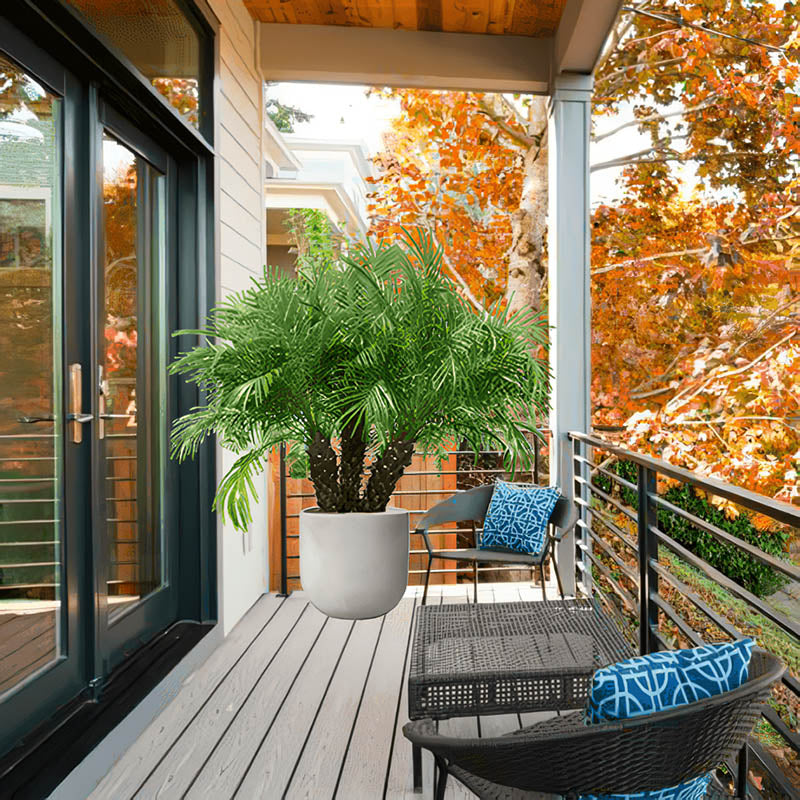 Pygmy Date Palm Tree | Phoenix Roebelenii Palms | Atlanta Palms