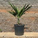 Windmill Palm Tree