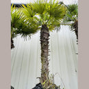 Windmill Palm Tree