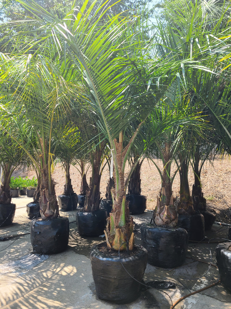 palm tree nursery mule palm tree