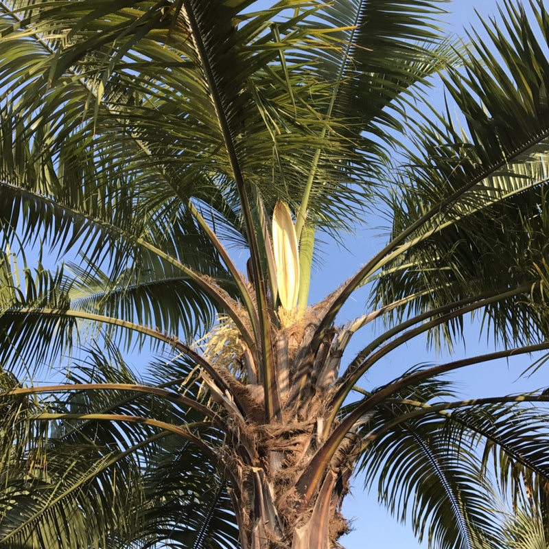 top of large mule palm tree