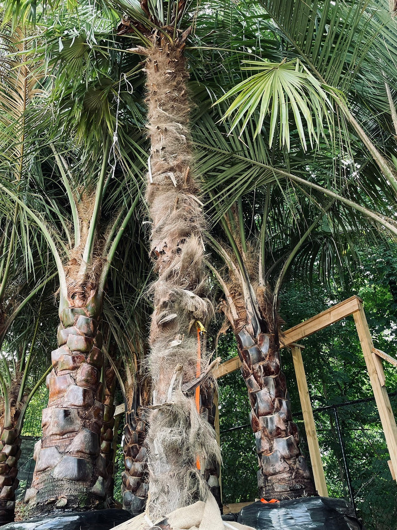 XLG Windmill Palm Tree