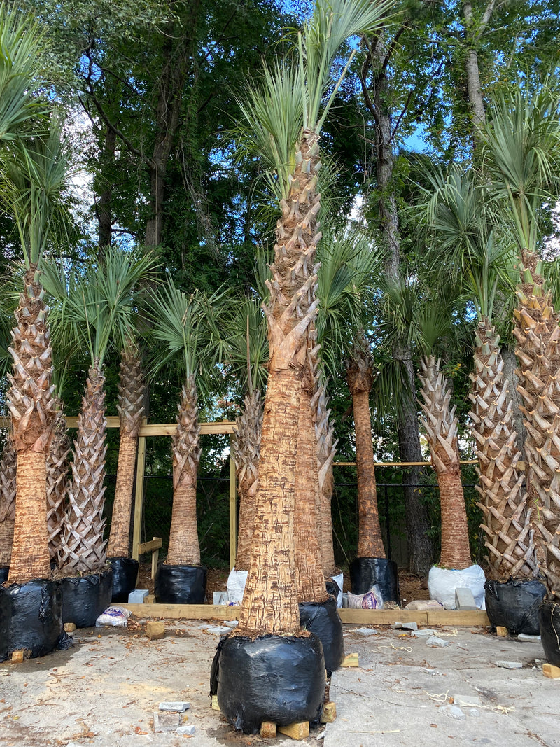 cold hardy sabal palm trees