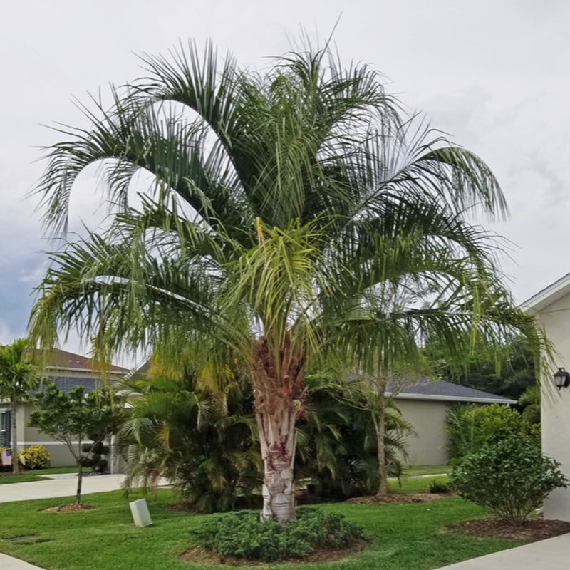 mule palms trees residential landscape