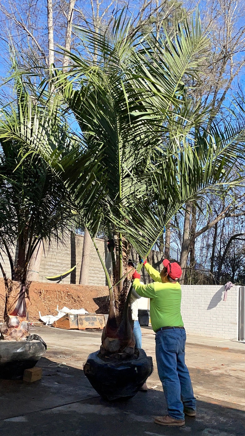 worker with a mule palm tree