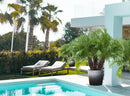 Pygmy Date Palm Tree
