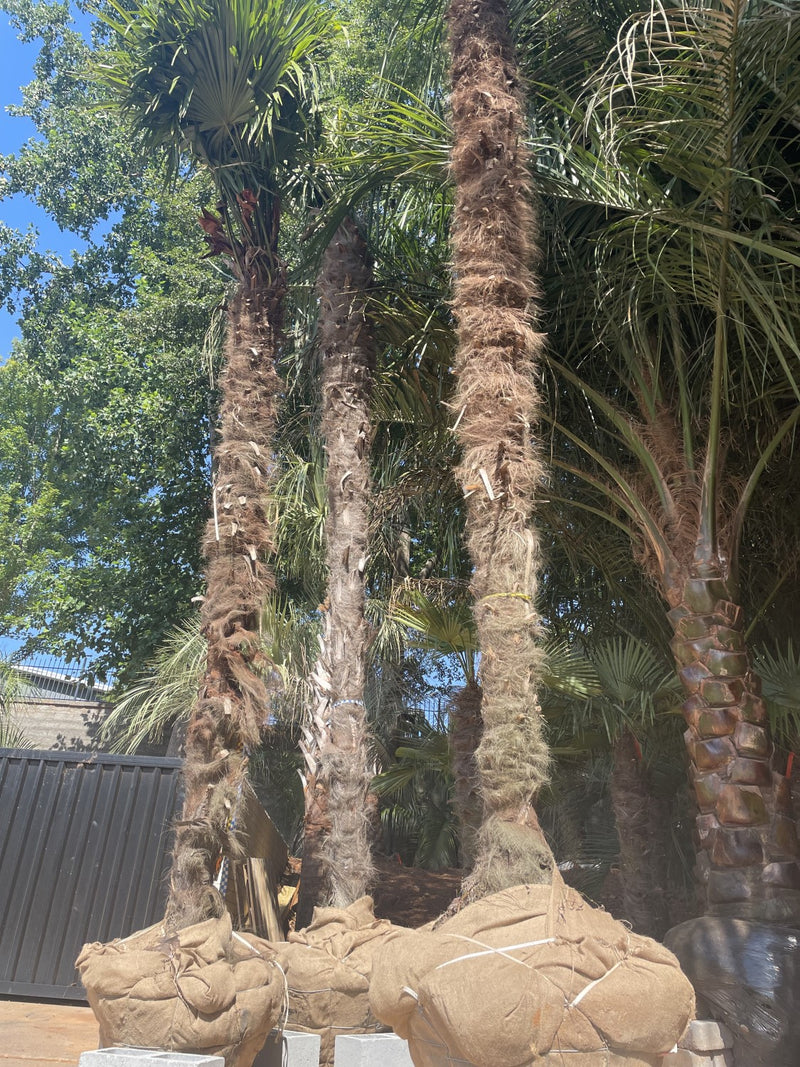 13 foot Windmill Palm tree