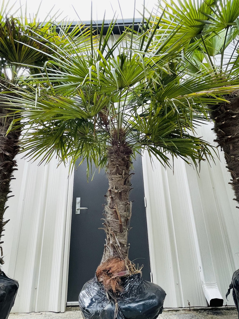 5-7 foot windmill palm tree