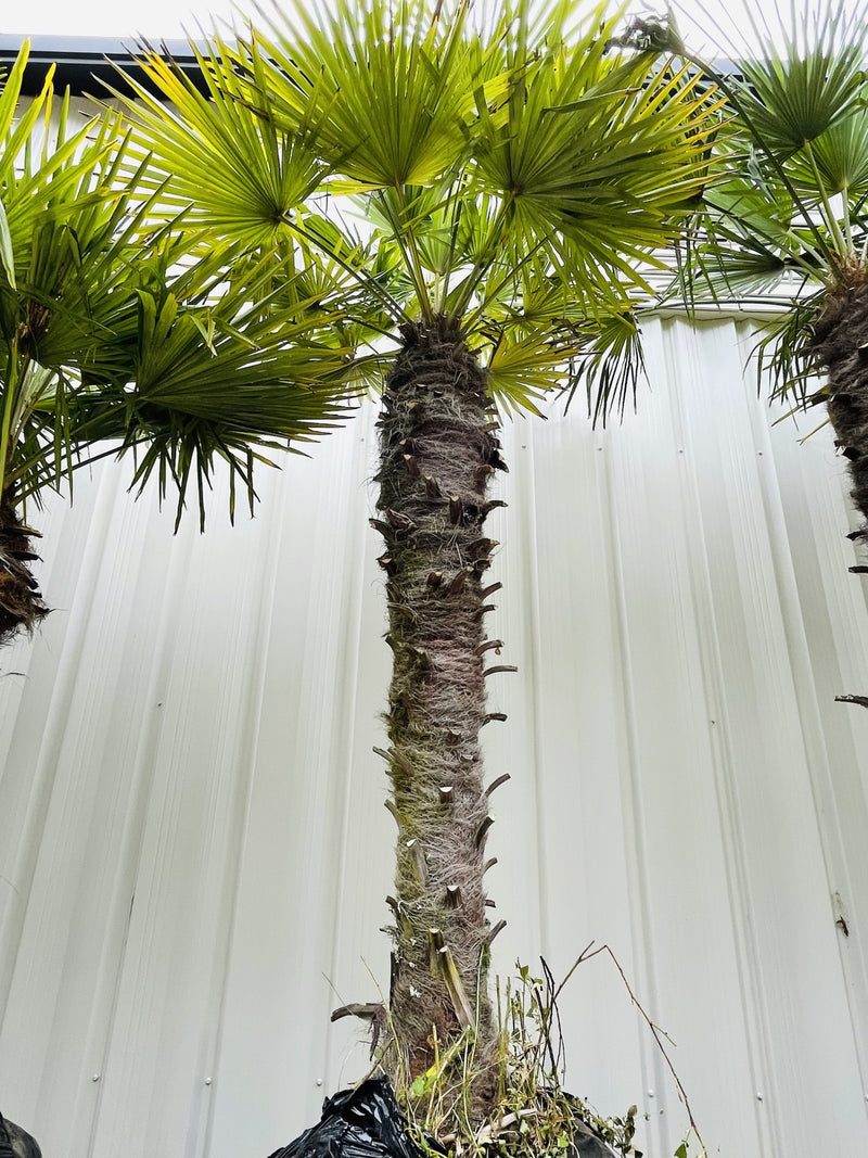 7 foot windmill palm tree