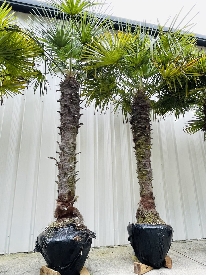 5-7 foot windmill palm trees