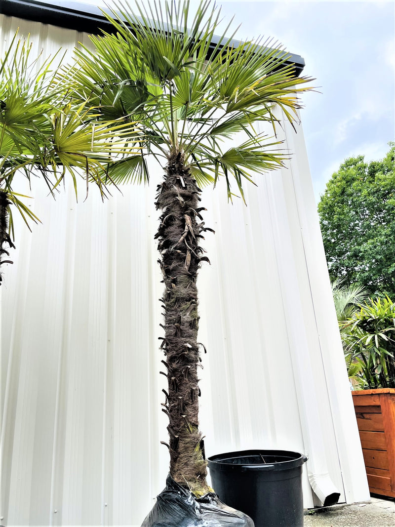9 foot windmill palm tree