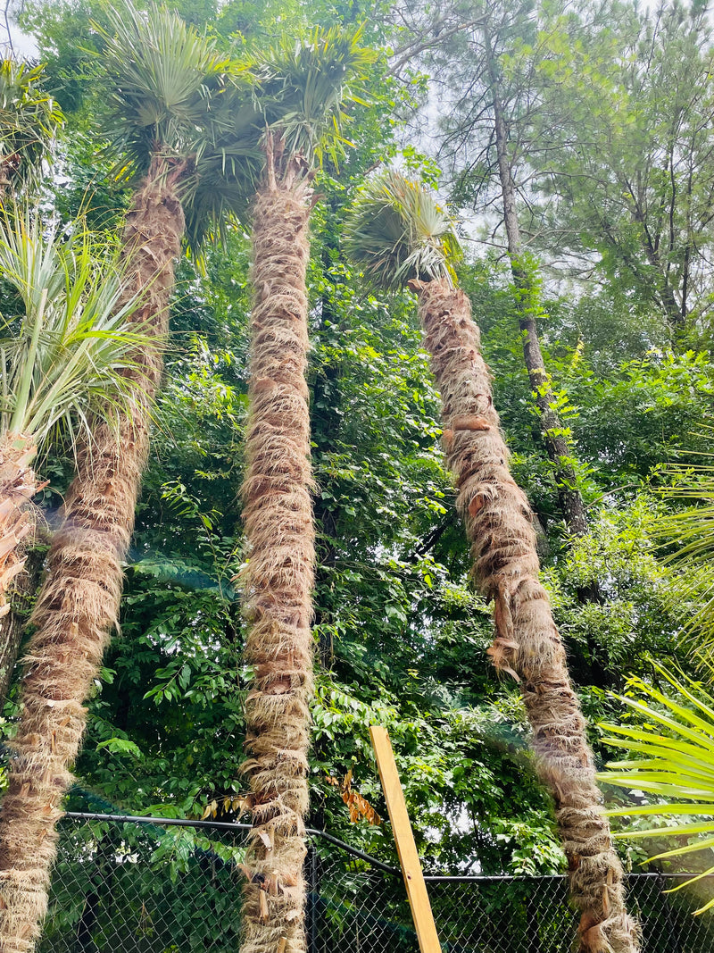 13 foot Windmill Palm tree