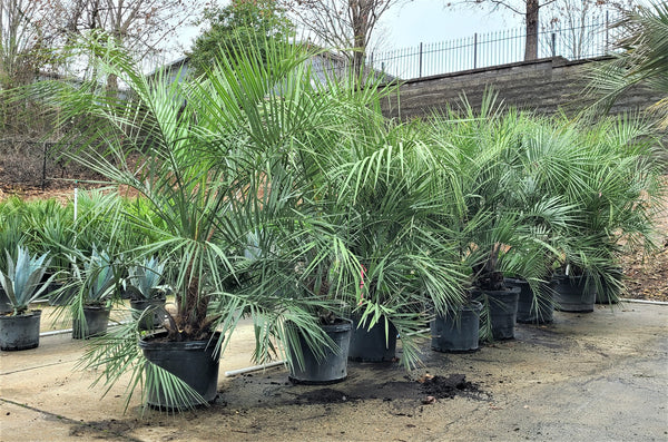 pindo palm trees for sale