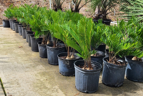 coontie palm trees for sale