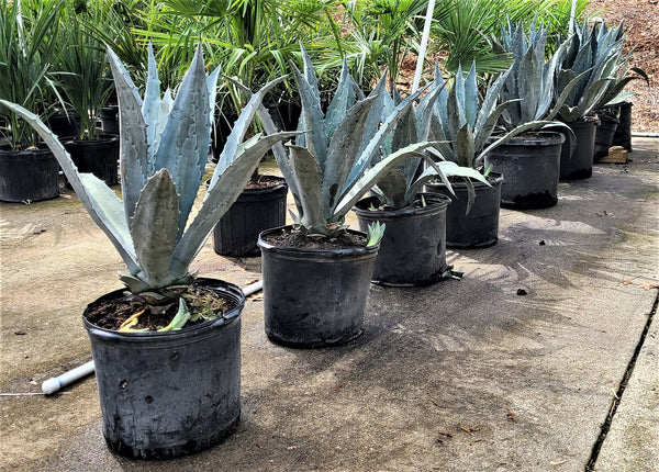 blue agave palm trees for sale