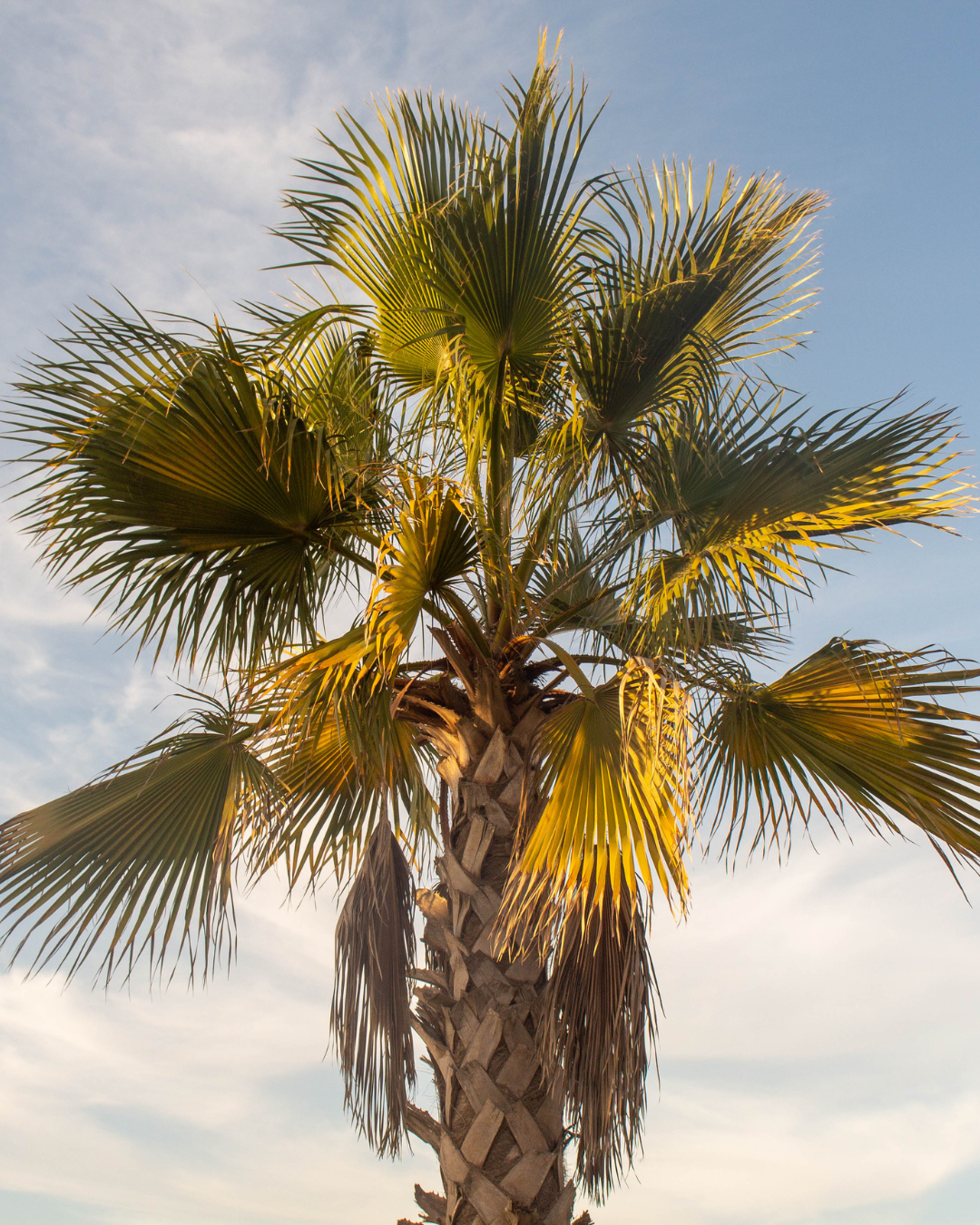 Tree Pru The Ultimate Guide to Palm Tree Trimming: 8 Pro Tips For Palm Tree Pru
