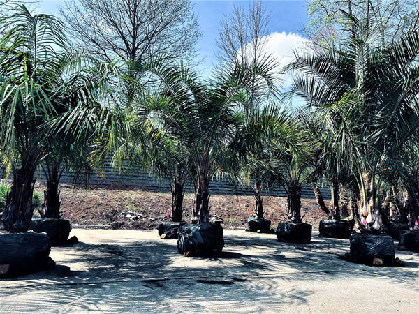 Mule Palms: Delivered 3/10/2023