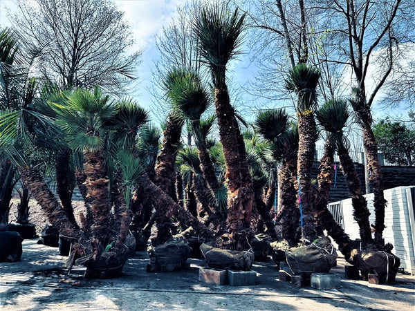 European Fan Palms: Delivered 3/10/2023