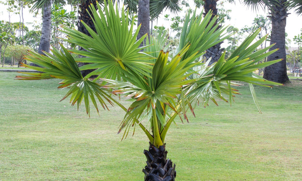How Do I Know if My Palm Tree Is Established?